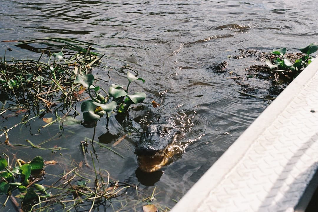 Caddo Lake