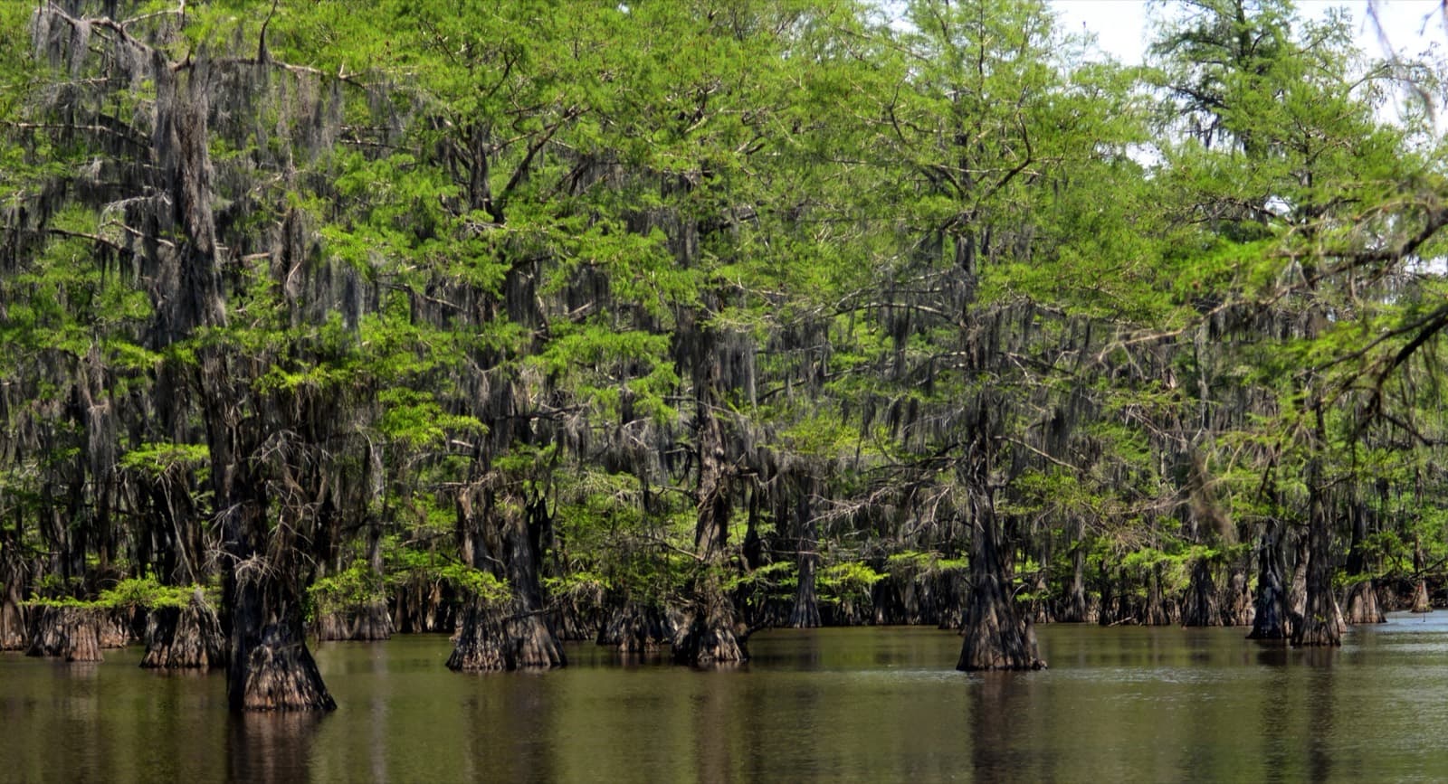 Caddo Lake