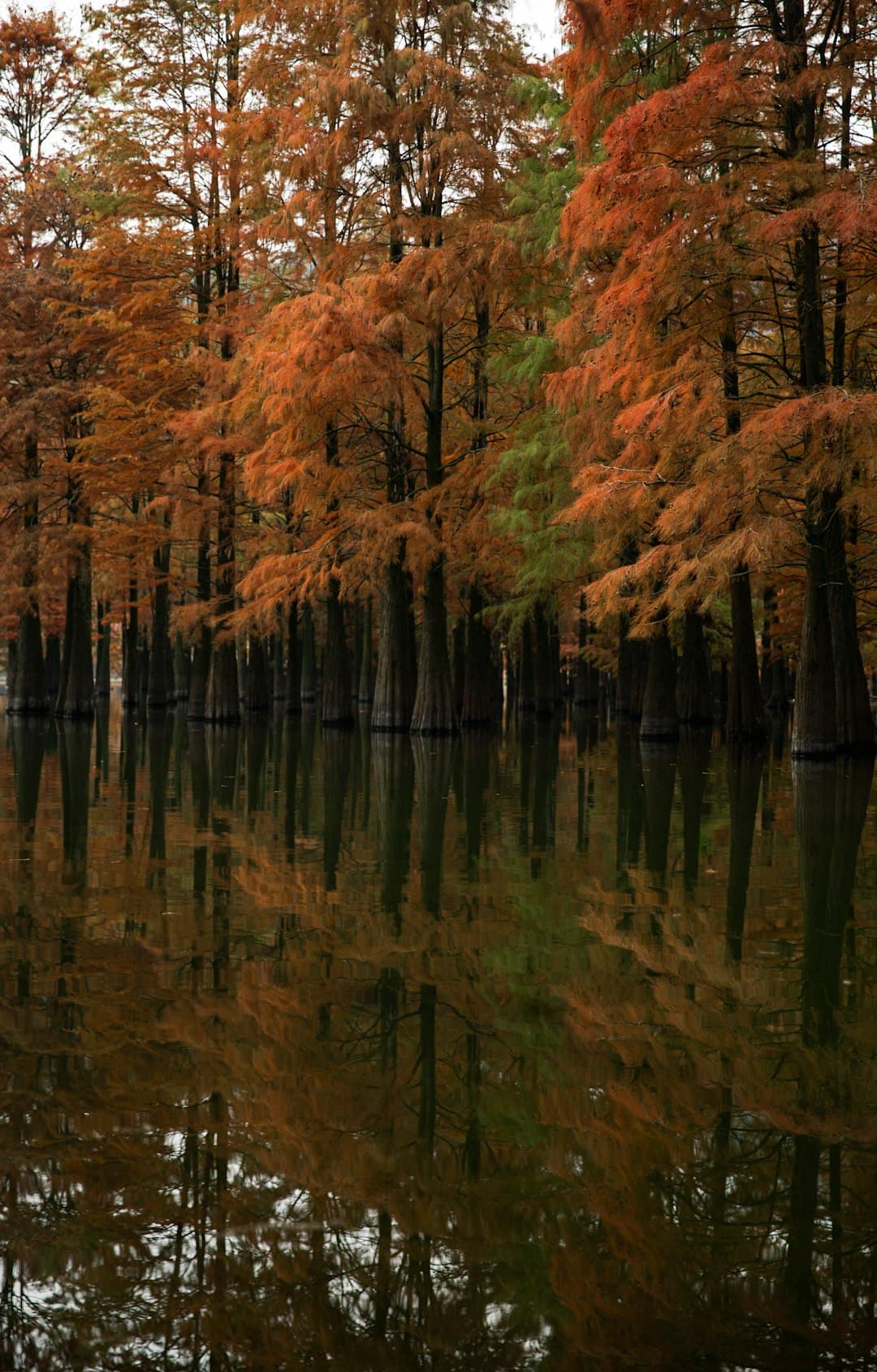 Caddo Lake