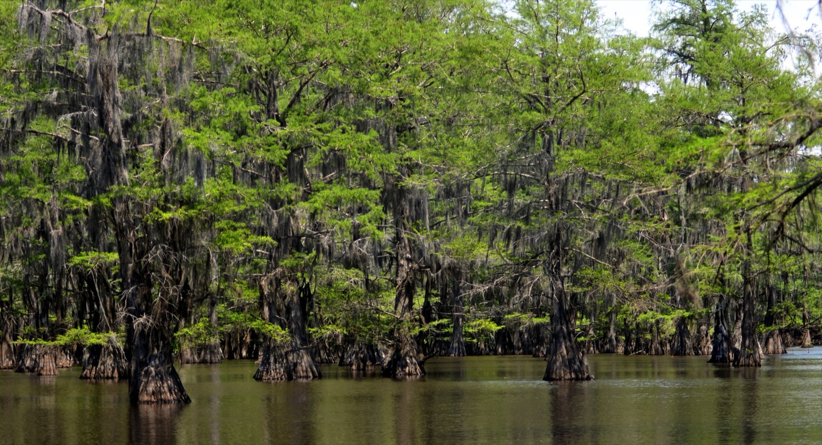 Bald cypress and still water at Caddo Lake near Jefferson, Texas